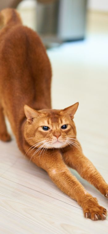 cat, redhead, to stretch Wallpaper 828x1792