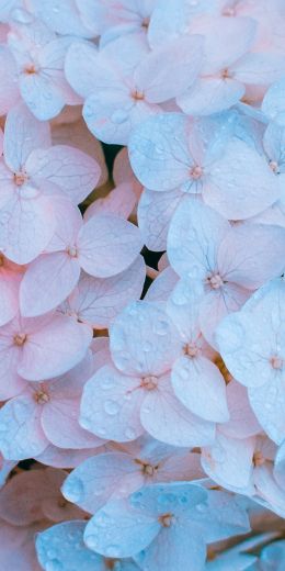 flowers, pink, is beautiful Wallpaper 720x1440