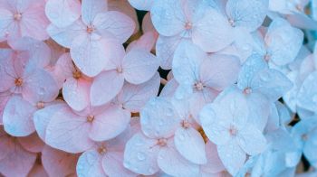 flowers, pink, is beautiful Wallpaper 1366x768