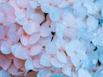 flowers, pink, is beautiful Wallpaper 800x600