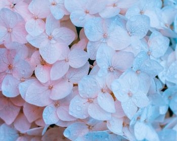 flowers, pink, is beautiful Wallpaper 1280x1024