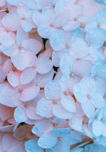 flowers, pink, is beautiful Wallpaper 1668x2388
