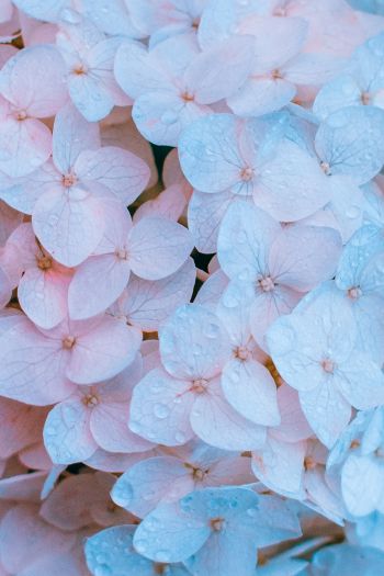 flowers, pink, is beautiful Wallpaper 640x960