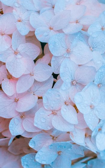 flowers, pink, is beautiful Wallpaper 800x1280