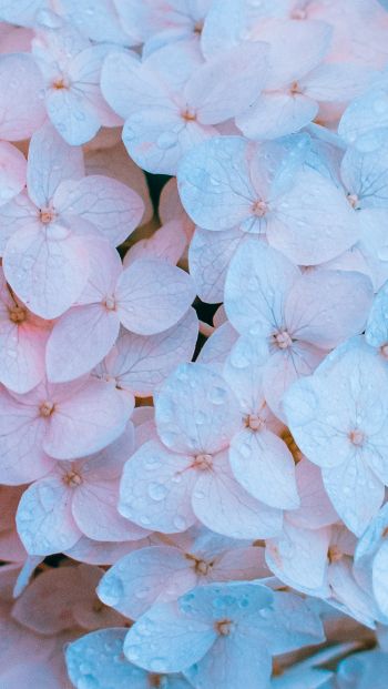 flowers, pink, is beautiful Wallpaper 640x1136