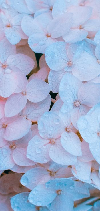 flowers, pink, is beautiful Wallpaper 1080x2280