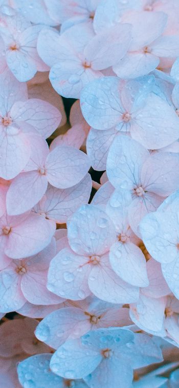 flowers, pink, is beautiful Wallpaper 828x1792