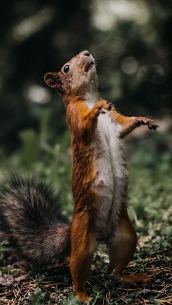squirrel, costs, redhead Wallpaper 640x1136