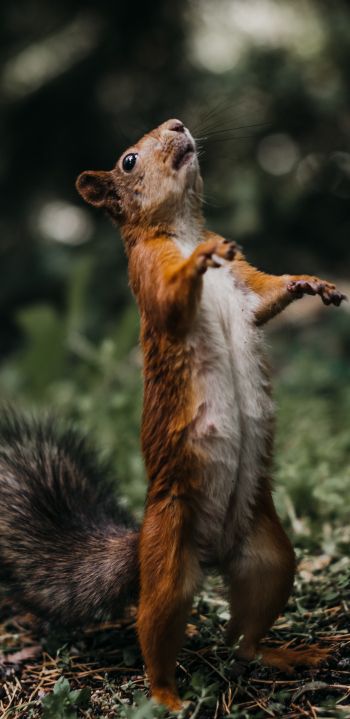 squirrel, costs, redhead Wallpaper 1080x2220