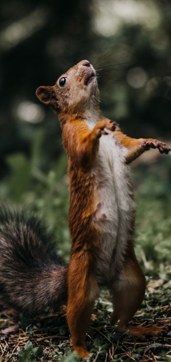 squirrel, costs, redhead Wallpaper 720x1520