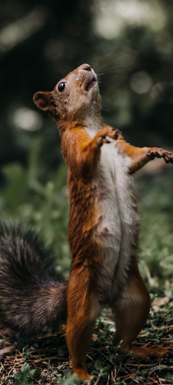 squirrel, costs, redhead Wallpaper 1080x2400