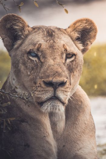 lioness, look, scar Wallpaper 640x960