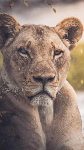 lioness, look, scar Wallpaper 640x1136