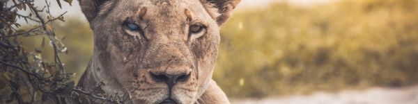 lioness, look, scar Wallpaper 1590x400