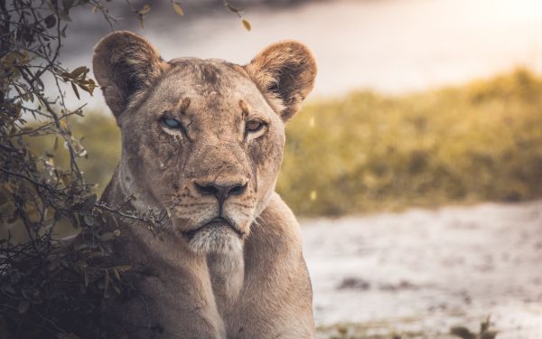 lioness, look, scar Wallpaper 2560x1600