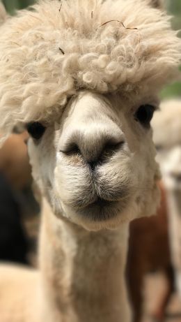 llama, llama face, cute Wallpaper 640x1136