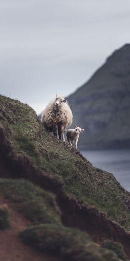 mountains, sheep, lamb Wallpaper 720x1440