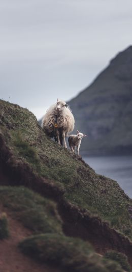 mountains, sheep, lamb Wallpaper 1080x2220