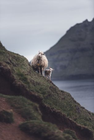 mountains, sheep, lamb Wallpaper 5504x8256