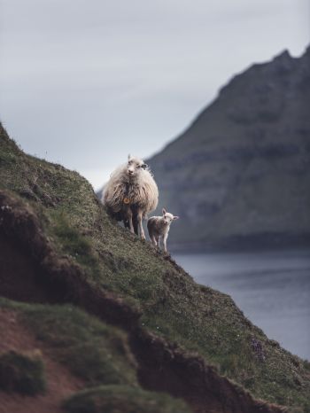 mountains, sheep, lamb Wallpaper 1668x2224