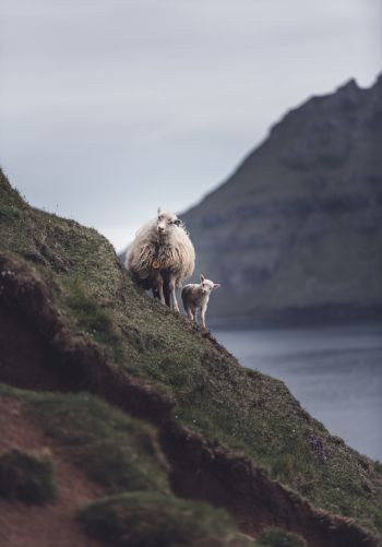 mountains, sheep, lamb Wallpaper 1668x2388