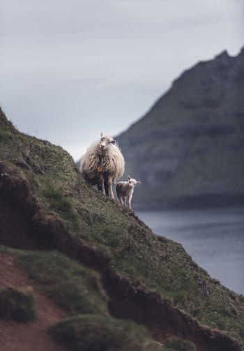 mountains, sheep, lamb Wallpaper 1640x2360
