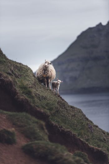 mountains, sheep, lamb Wallpaper 640x960