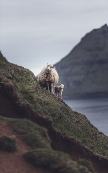 mountains, sheep, lamb Wallpaper 1752x2800