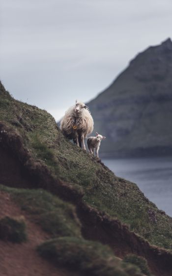 mountains, sheep, lamb Wallpaper 1600x2560