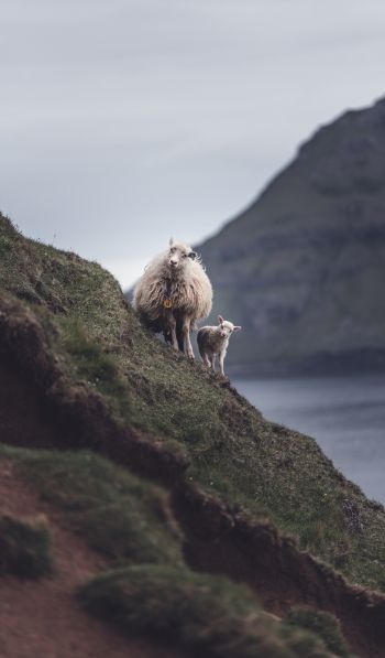mountains, sheep, lamb Wallpaper 600x1024