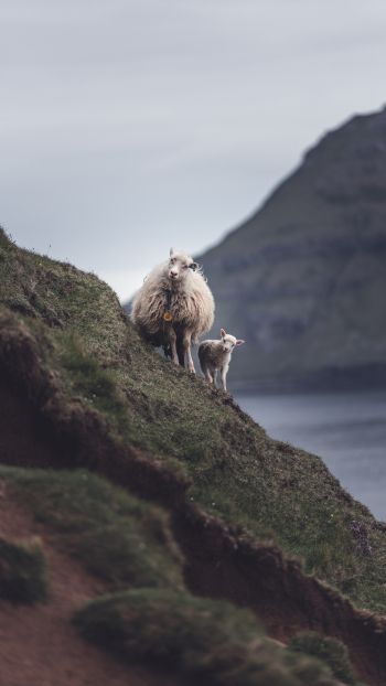 Обои 1080x1920 горы, овца, ягненок