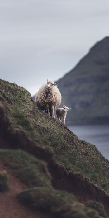 mountains, sheep, lamb Wallpaper 720x1440