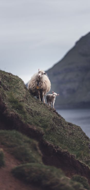 mountains, sheep, lamb Wallpaper 1080x2280