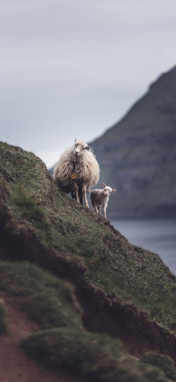 mountains, sheep, lamb Wallpaper 1080x2340