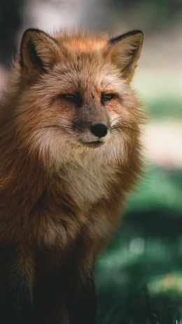 lisa, redhead, green Wallpaper 640x1136