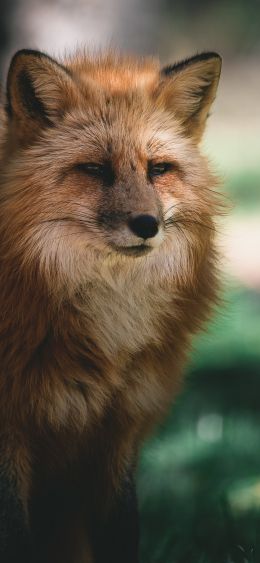 lisa, redhead, green Wallpaper 1080x2340