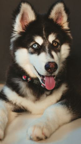 huskies, different eyes Wallpaper 640x1136