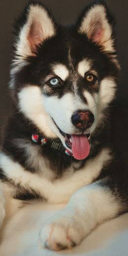 huskies, different eyes Wallpaper 720x1440