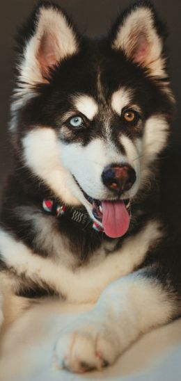 huskies, different eyes Wallpaper 1080x2280