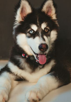 huskies, different eyes Wallpaper 1668x2388