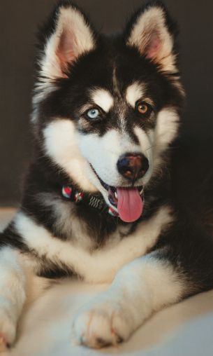 huskies, different eyes Wallpaper 1200x2000