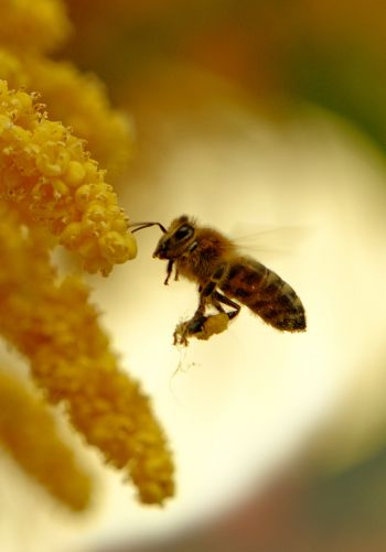 Обои 1668x2388 пчела, мед, труд