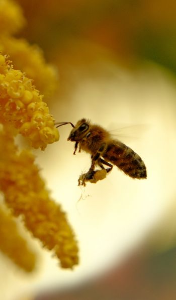 Обои 600x1024 пчела, мед, труд