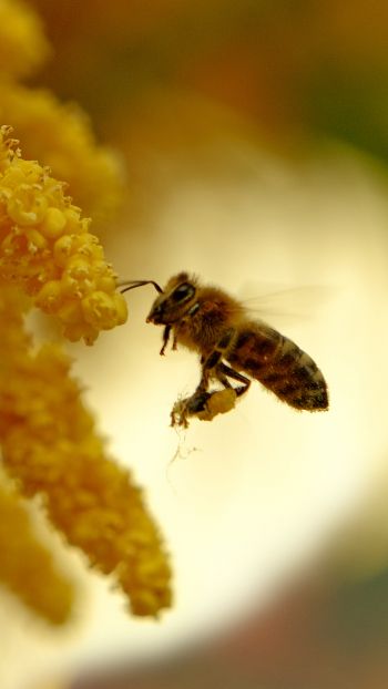 Обои 750x1334 пчела, мед, труд