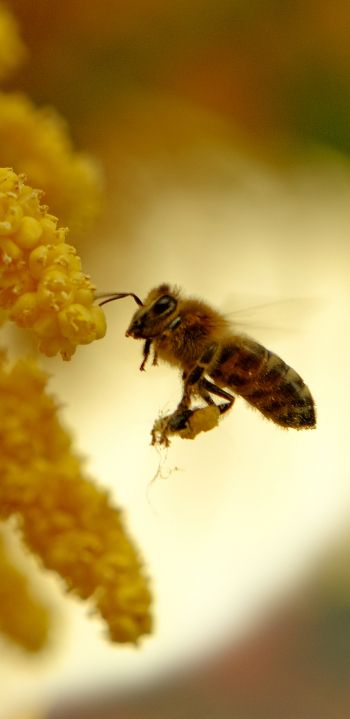 Обои 1440x2960 пчела, мед, труд