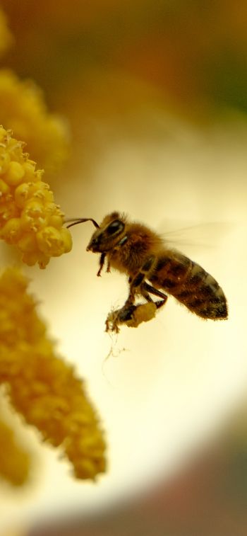 Обои 1170x2532 пчела, мед, труд