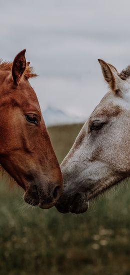 horse, horse, love Wallpaper 1080x2280