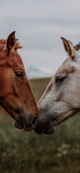 Обои 1284x2778 лошадь, конь, любовь