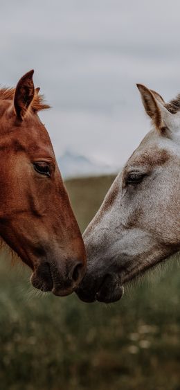 horse, horse, love Wallpaper 1080x2340