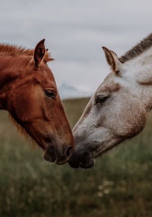 horse, horse, love Wallpaper 1668x2388